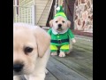 Adorable Golden Labrador Puppy Wears Elf Costume for Christmas