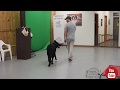 Stop Leash Pulling in 5 minutes- Dog Training with America's Canine Educator