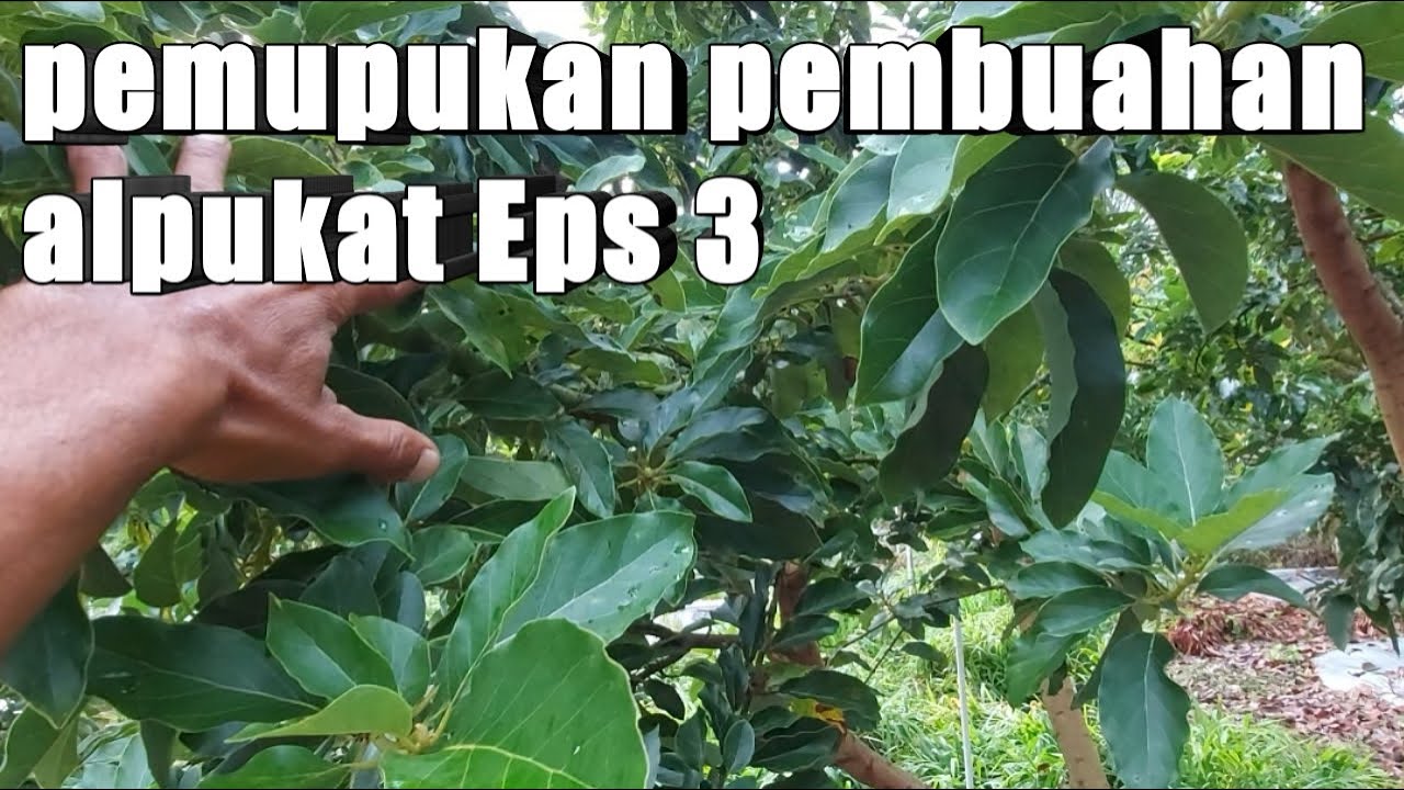 Pemupukan Pembungaan dan Pembuahan Alpukat Eps.3