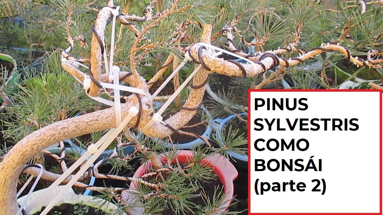 COMO HACER BONSAI DE PINUS SYLVESTRIS (parte 2ª)