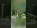 Spider-Man's EPIC Battle: Lizard's Sharp Spines Unleashed! #shorts