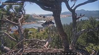 Big Bear's famous bald eagle eaglets take first flights from viral nest