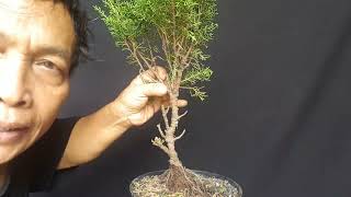tutorial bagi pemulah hanya bahan 50 ribu jadi bonsai jooooozz