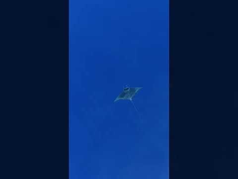 Drone footage of a Spinetail Devil Ray in The Med