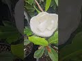 Магнолія Little Gem вічнозелена великоквіткова в Розсаднику Природа.