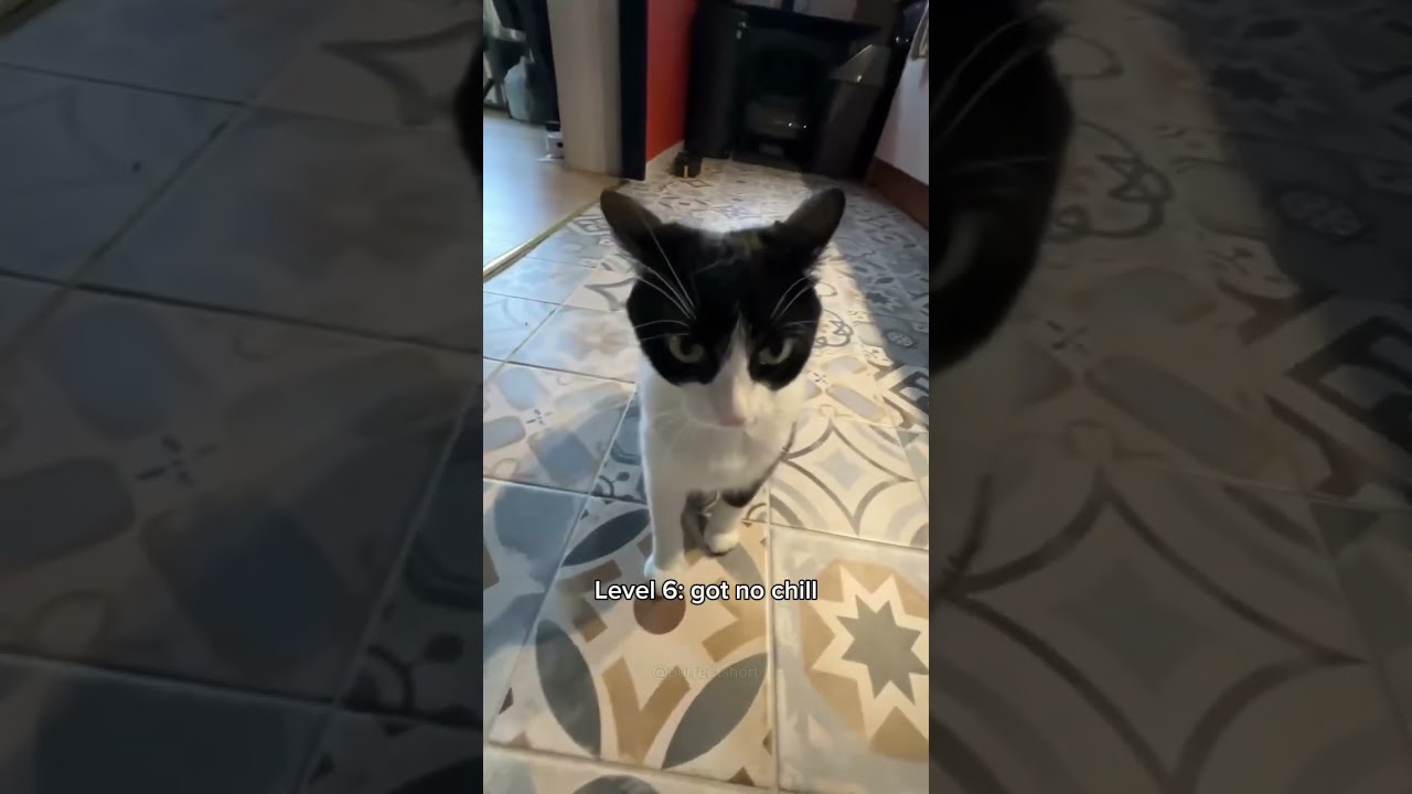 Cats getting more dangerous 💀