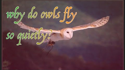Experiment! How Does An Owl Fly So Silently? | Super Powered Owls #bridark