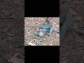 #babymonkeybobby #babyanimal #monkeyvideo #shorrts #viral #babymonkey #cute