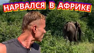 ‼️ОПАСНЫЕ ВСТРЕЧИ в САВАННЕ. КАК СПАСАТЬСЯ ОТ ХИЩНИКОВ?! НАЦ ПАРК МАНЬЯРА. ТАНЗАНИЯ 2024 