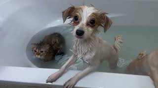 Pets Taking Bath