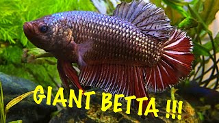 BIGGEST BETTA YOUVE EVER SEEN!