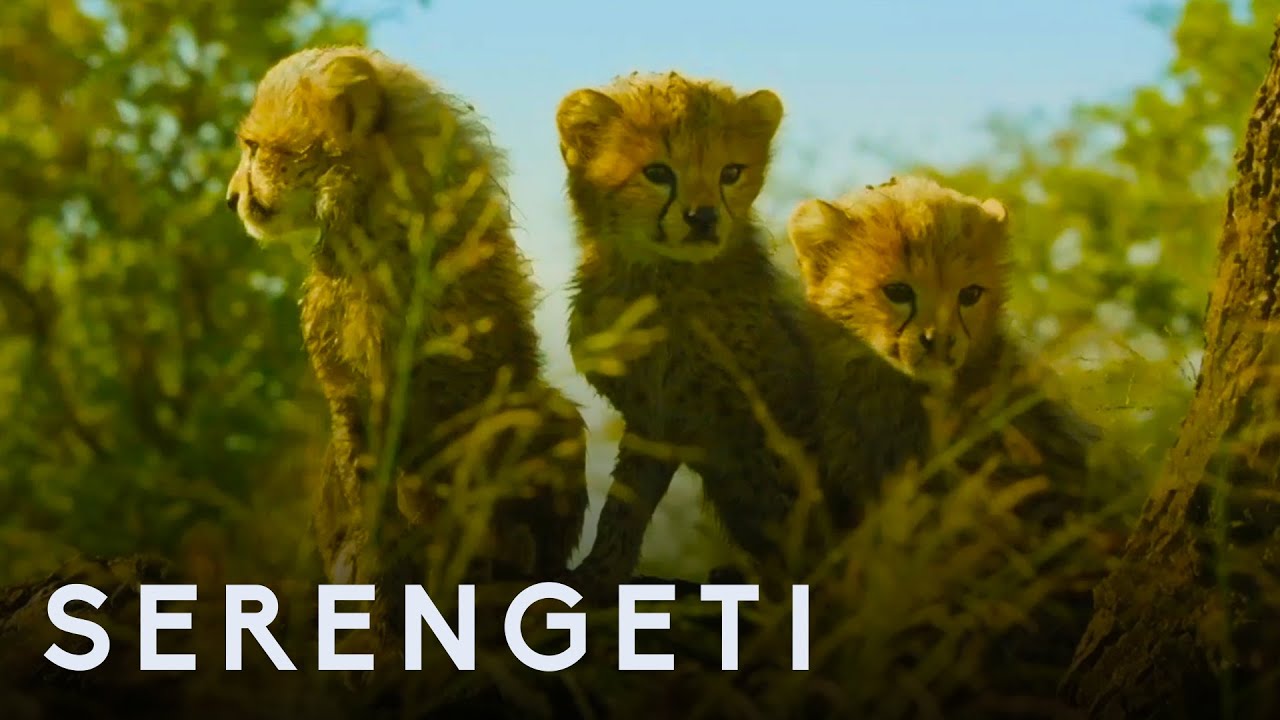 ⁣Serengeti: First Look Trailer | New John Boyega Series | BBC Earth