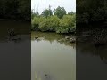 River Matla : Narrowing of River Channel by Converting it to Wetlands