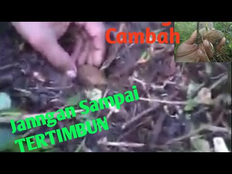 Cara Menanam Pinang Kecambah 