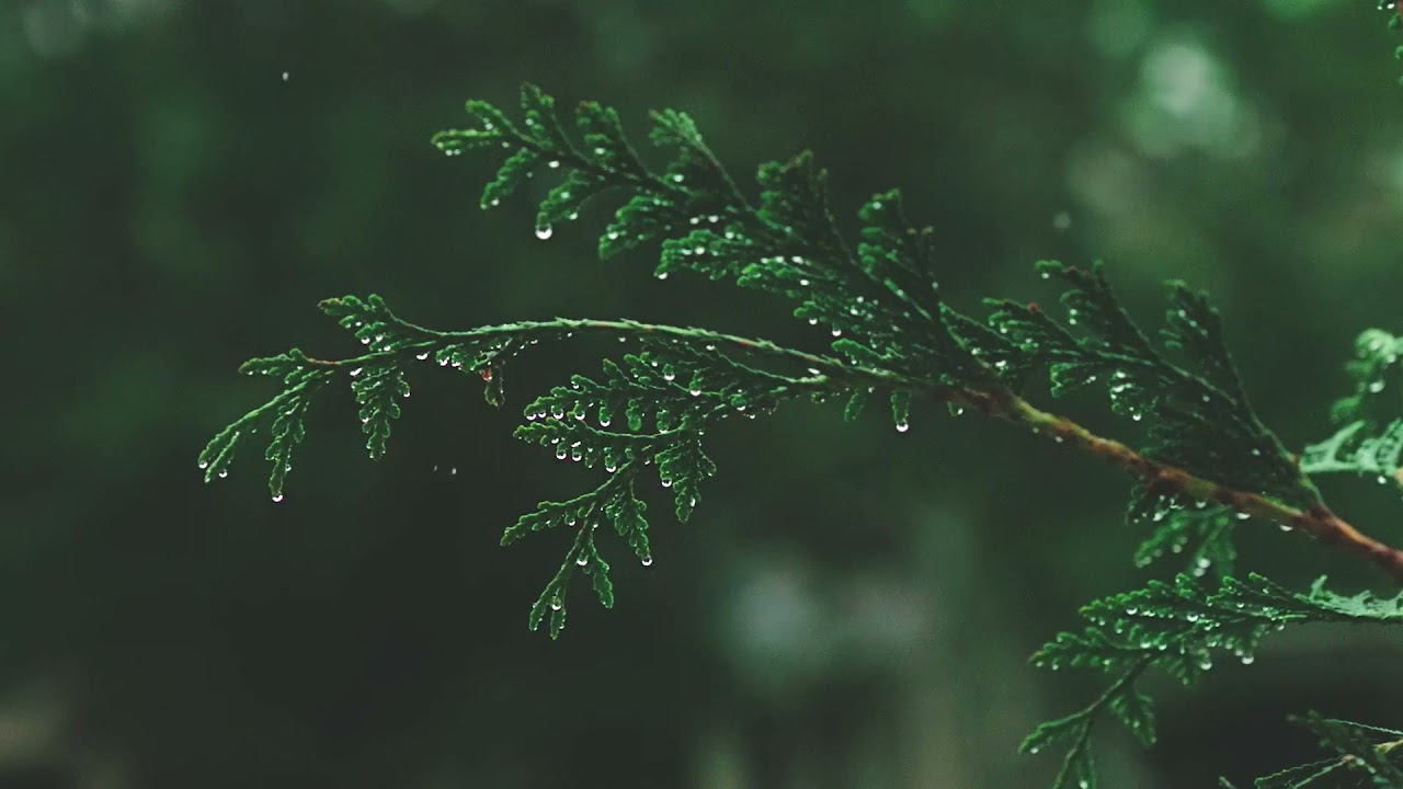 Ver RELAXING MUSIC PINE TREE FOREST MOUNTAINS • Meditation Music, Sleep Music, Ambient Study Music en YouTube Ver RELAXING MUSIC PINE TREE FOREST MOUNTAINS • Meditation Music, Sleep Music, Ambient Study Music en YouTube