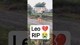 Miss you Leo 💔 best dog 🐕 in the world 🌍#youtubeshorts#automobile#16december2025#rip#sad#shorts