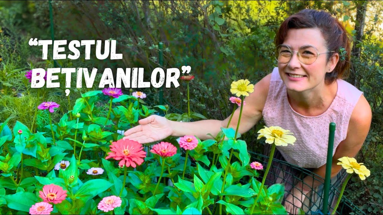 Cum recoltăm cârciumăresele… pentru viață lungă în vază!