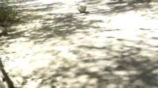 montini - la caida (seco).AVI