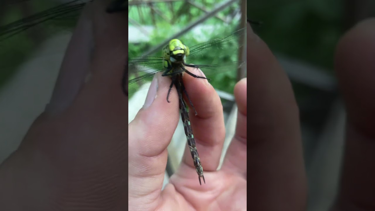 Green dragonfly 