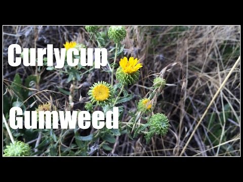 Curlycup Gumweed (Grindelia squarrosa) Western Native - Ninja Gardening - Episode 28