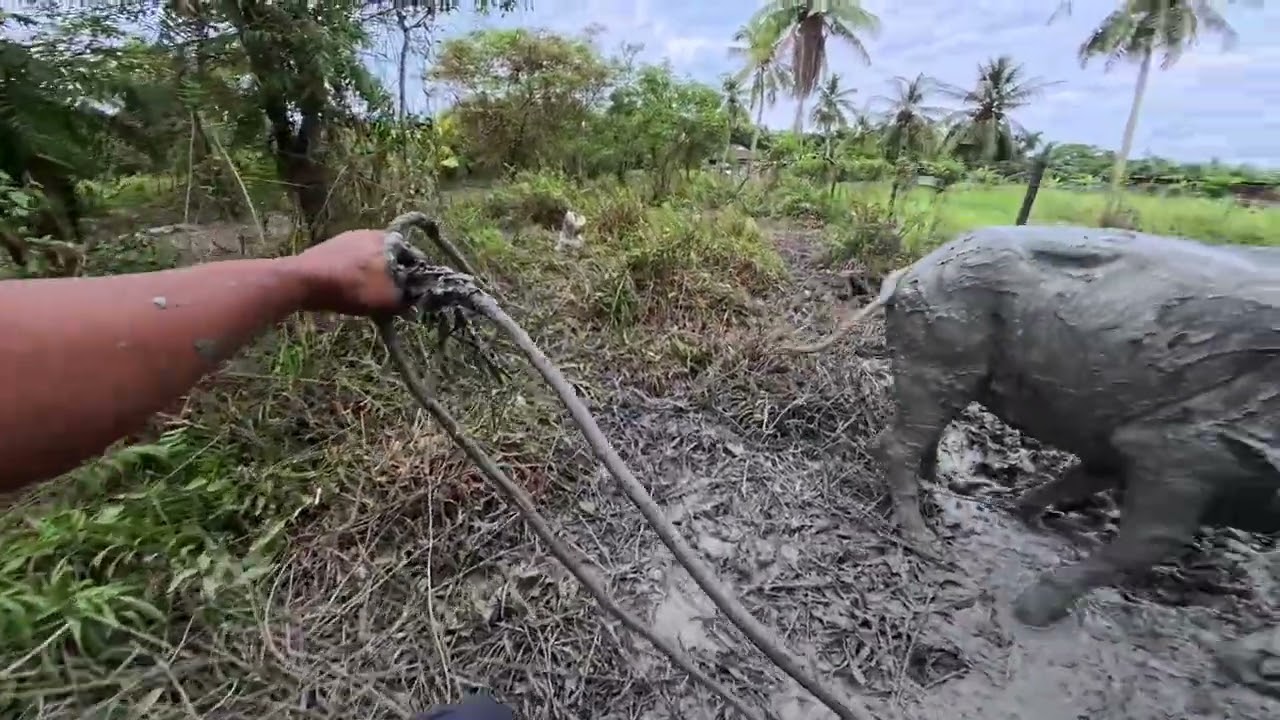 kerbau suka berkubang