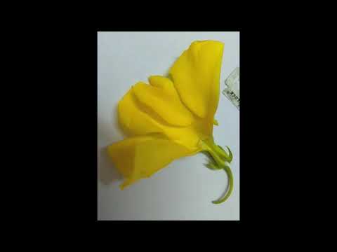 वीडियो: किस फूल में एपिपेटलस पुंकेसर पाया जाता है?