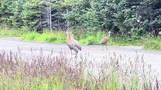 Sandhill Cranes Roaming the Streets of Homer Alaska by ComeTravelWithUs 41 views 1 month ago 1 minute, 25 seconds