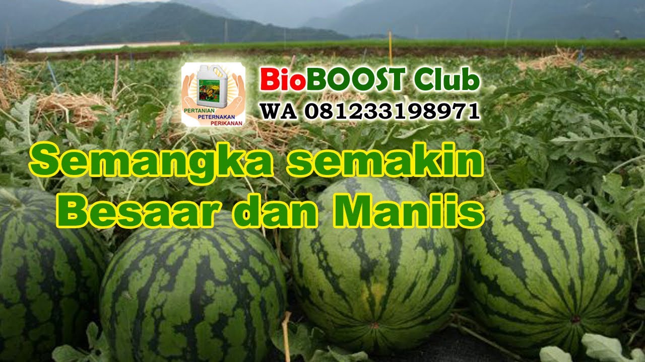 testimoni bioteknologi pupuk hayati bioboost pada semangka testimoni bioteknologi pupuk hayati bioboost pada semangka