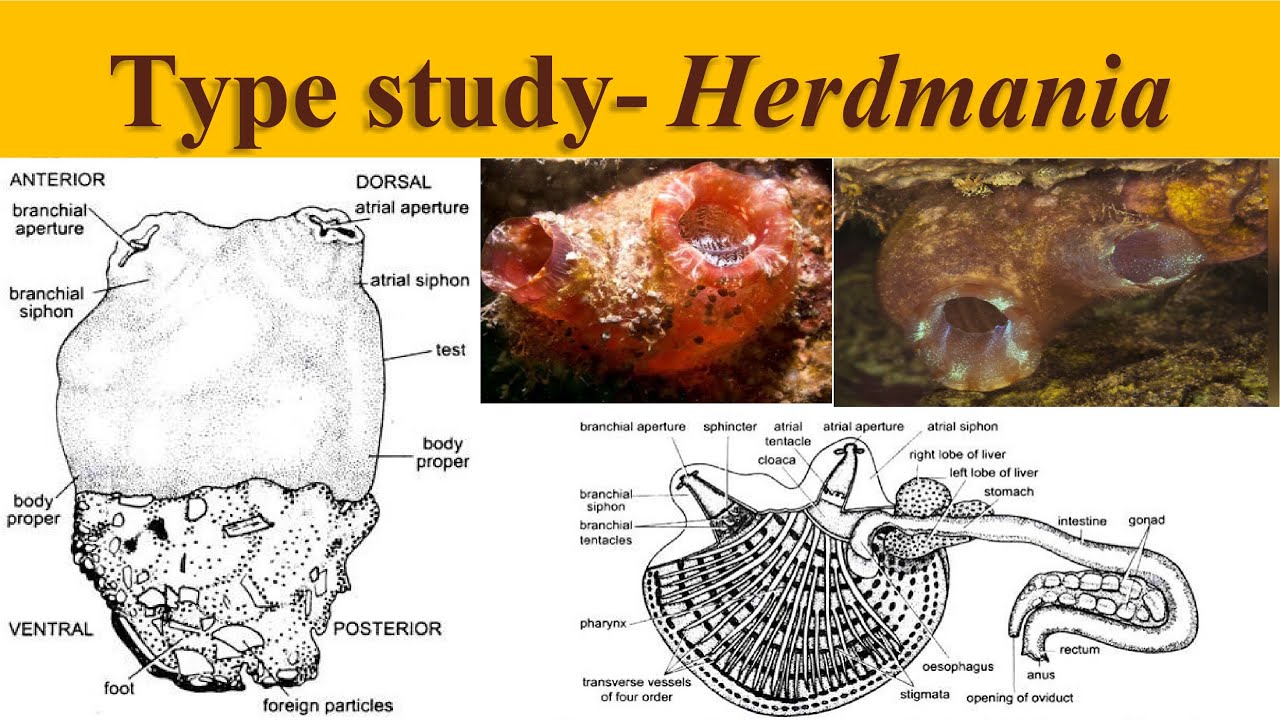 Herdmania Type Study Of Herdmania Urochordata Herdmania YouTube herdmania-type-study-of-herdmania-urochordata-herdmania-youtube