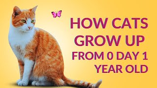 How kittens grow up from 0 day 1 year old