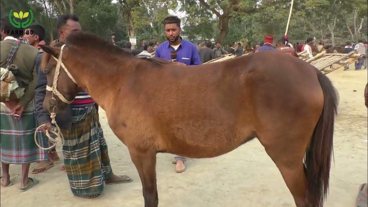 Best Horse Market & Best Horse price in Bangladesh l BD Horse l Farmbd