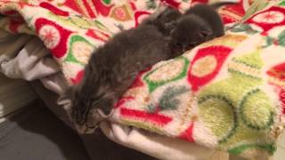 Kittens at 2 weeks by Foster Kitty Mama 1,106 views 8 years ago 1 minute, 15 seconds