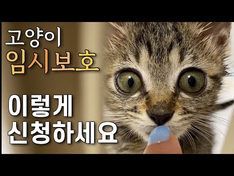   고양이 임시보호 어디서 어떻게 신청해야 할지 모르겠다면 이 영상만 보고 따라하세요