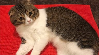 ママのお風呂を出待ちするぽこ太郎(ハイパーゴロゴロモード)