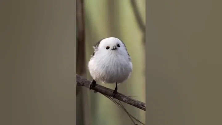 I photographed the cutest bird on the planet - 天天要闻