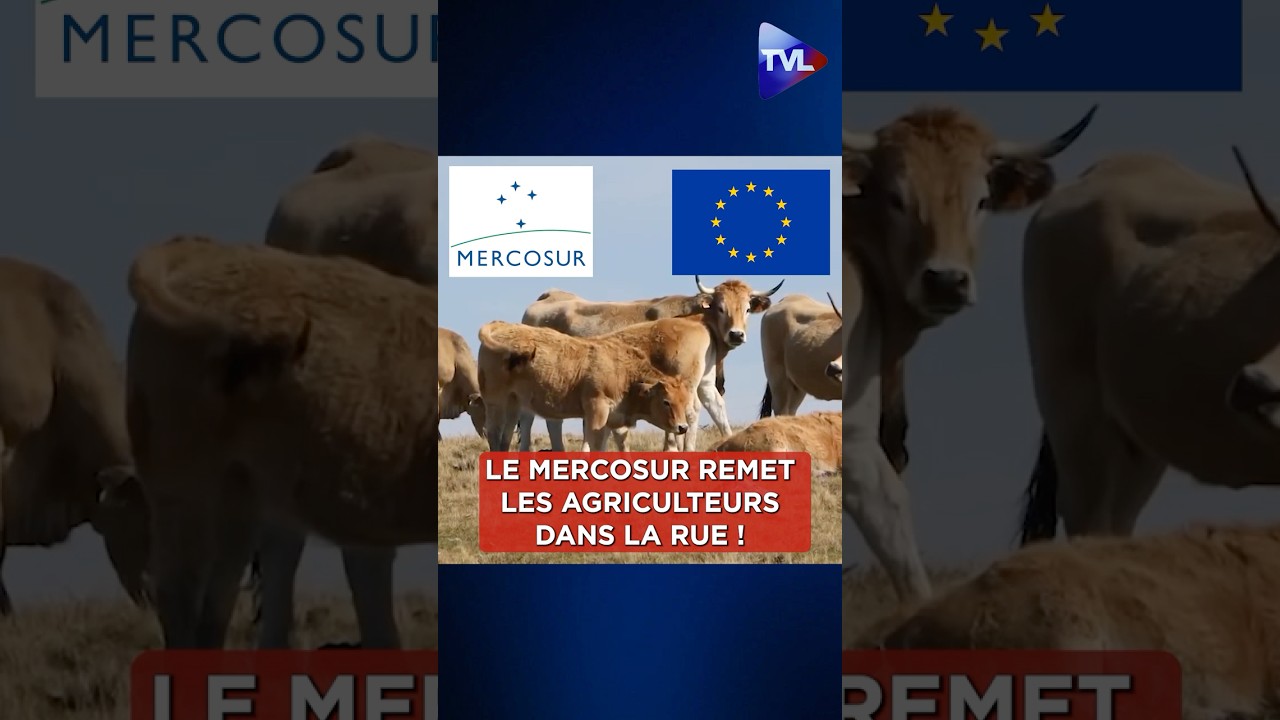 ?‼️"Le Mercosur remet les agriculteurs dans la rue !" #agriculture #mercosur