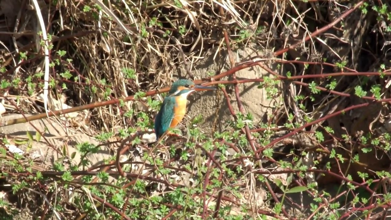 カワセミ動画その269(k2026 03 01 v) - YouTube