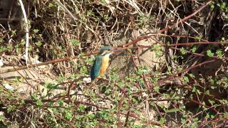 カワセミ動画その269(k2026 03 01 v) - YouTube