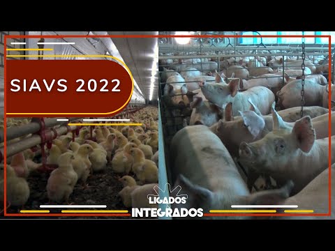 SIAVS: Hoje começa a maior feira de suinocultura e avicultura l Ligados&Integrados - 09/08/2022