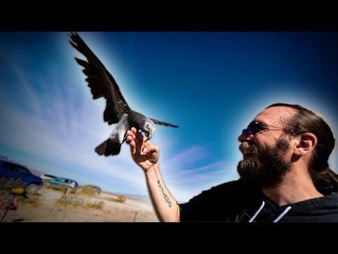 Training a Timneh African Grey to Fly Back | Timneh African Grey Free Flight