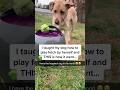 Smartest dog can play fetch by herself