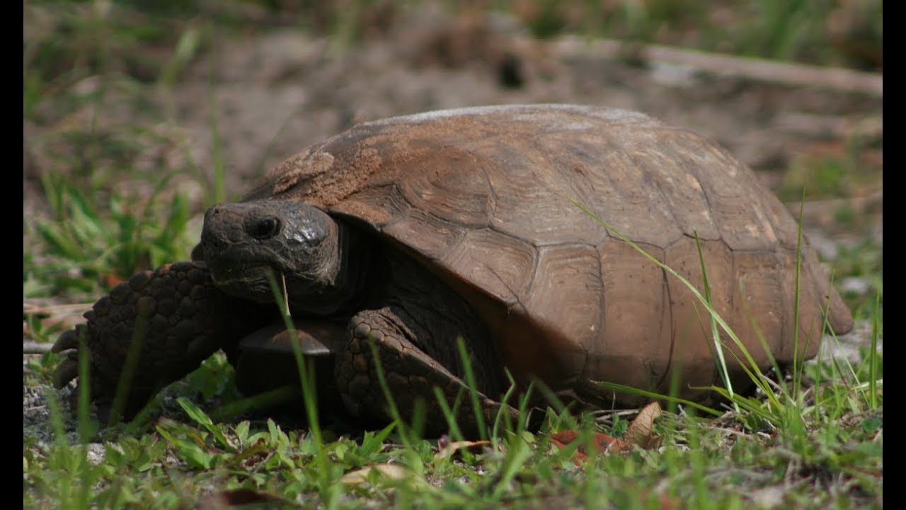 Creating Backyard Habitat for Endangered Wildlife - YouTube