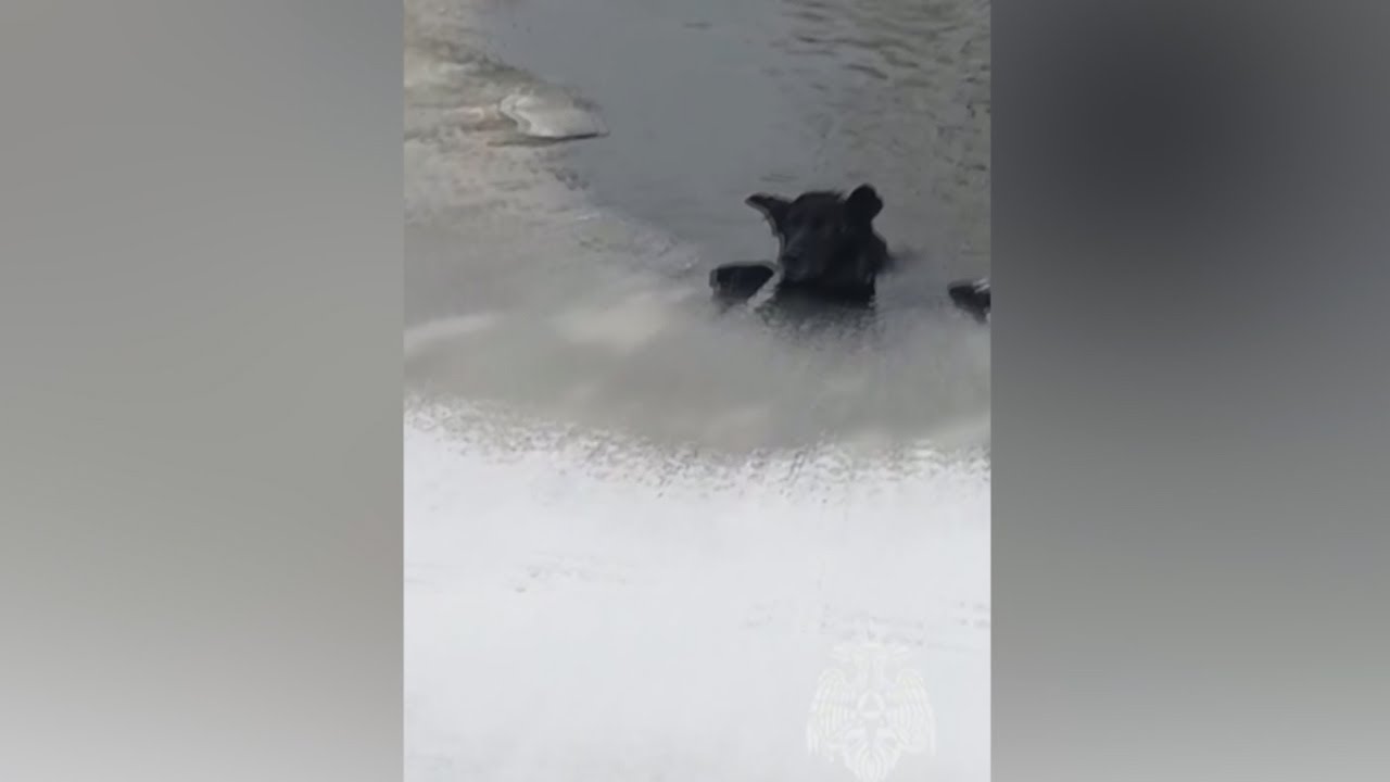 Собака тонула на глазах у людей и жалобно скулила. Спасатели МЧС вытащили пса из ледяной воды