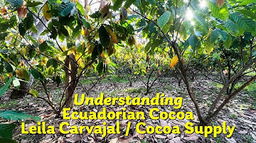 TheChocolateLifeLIVE: Understanding Ecuadorian Cacao with Leila Carvajal, Cocoa Supply