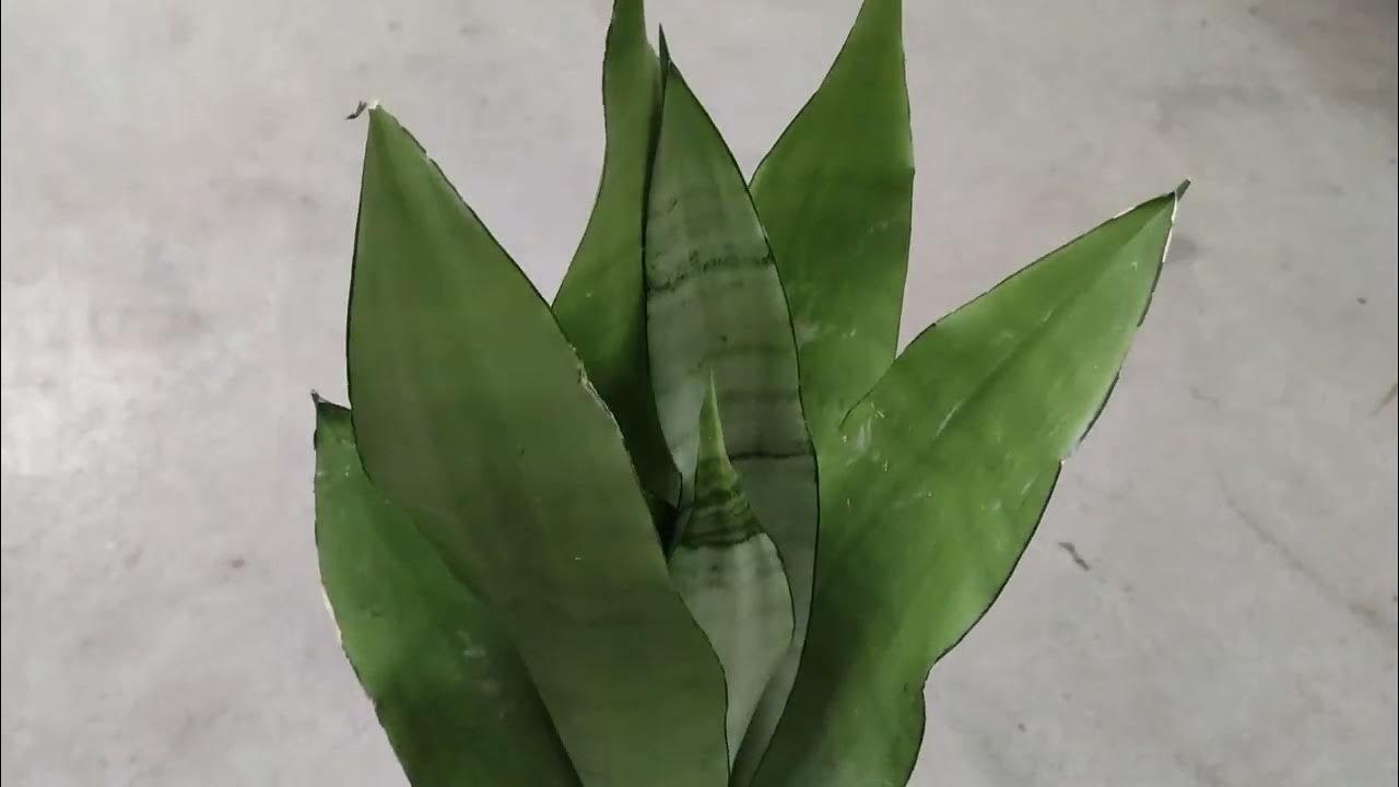 Сансев'єрія Муншайн - YouTube