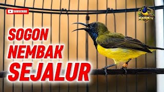 Sogon materi tembakan sejalur full durasi memancing bunyi emksi lawan!!! #sogonmateri 