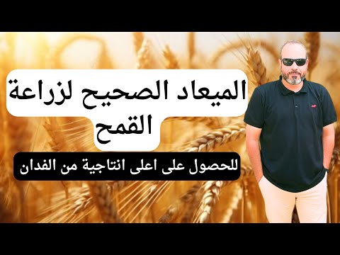 ميعاد زراعة القمح الصحيح ٢٠٢٤