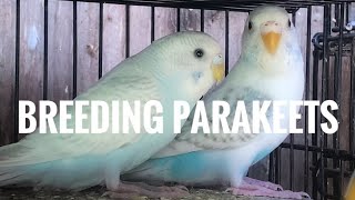 2022 Parakeet Breeding Pairs Breeding Setup