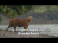 Top 5 Bengal Tiger Sightings compilations in Sunderbans
