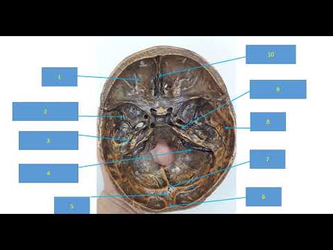 Video Ôn Trọn bộ Giải Phẫu 1_(Đầu, Mặt, Cổ) - youtube